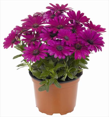 Foto fiore da  Vaso e aiola Osteospermum RED FOX Summertime® Sweet Kardinal