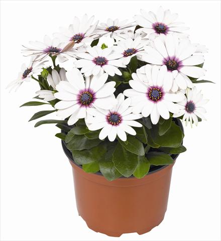 Foto fiore da  Vaso e aiola Osteospermum RED FOX Summertime® Sweet White