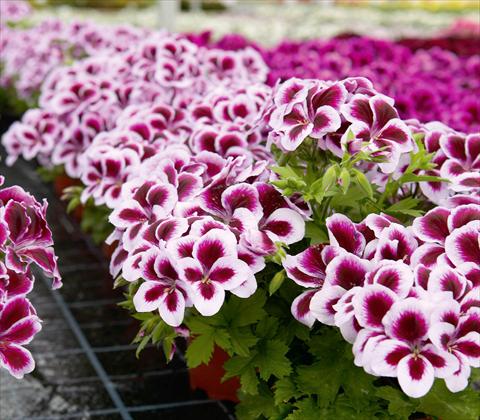 Foto fiore da  Balcone, vaso Pelargonium interspec. RED FOX Graziosa Purple Picotee