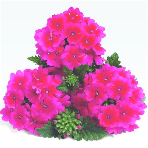 photo of flower to be used as: Pot and bedding Verbena RED FOX Empress Strawberry