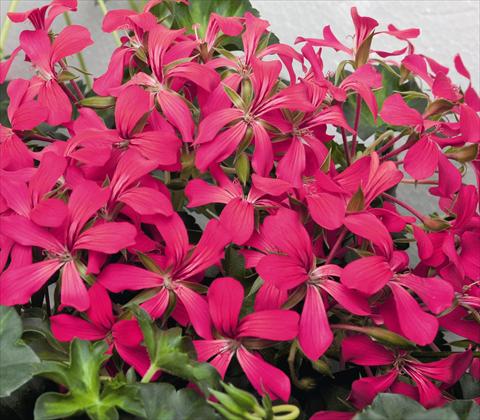 photo of flower to be used as: Pot, patio, basket Pelargonium peltatum RED FOX Decora Rouge