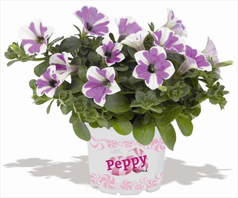 Foto fiore da  Vaso, balcone, basket Petunia RED FOX Peppy Lavender