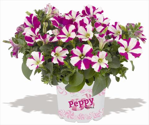 Foto fiore da  Vaso, balcone, basket Petunia RED FOX Peppy Purple