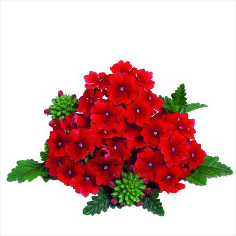 Foto fiore da  Vaso e aiola Verbena RED FOX Empress Dark Red