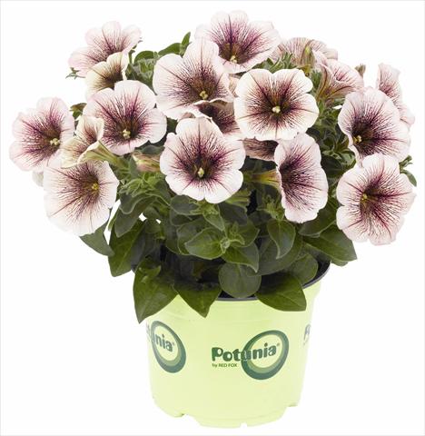 Foto fiore da  Vaso, balcone, basket Petunia RED FOX Potunia® Blackberry Ice 2012