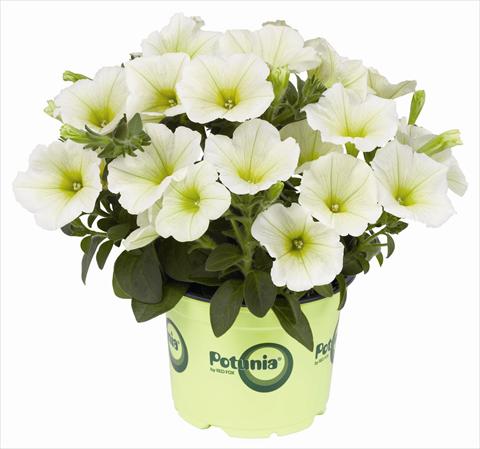 Foto fiore da  Vaso, balcone, basket Petunia RED FOX Potunia® Popcorn