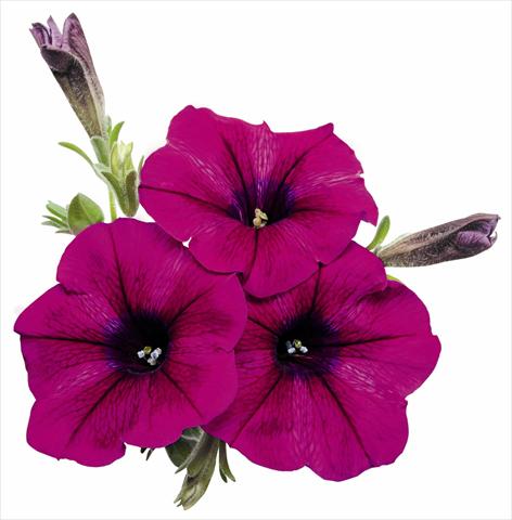 photo of flower to be used as: Pot, bedding, patio, basket Petunia x hybrida RED FOX Surprise Kardinal