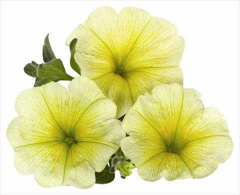 Foto fiore da  Vaso, aiuola, balcone, basket Petunia x hybrida RED FOX Surprise Yellow