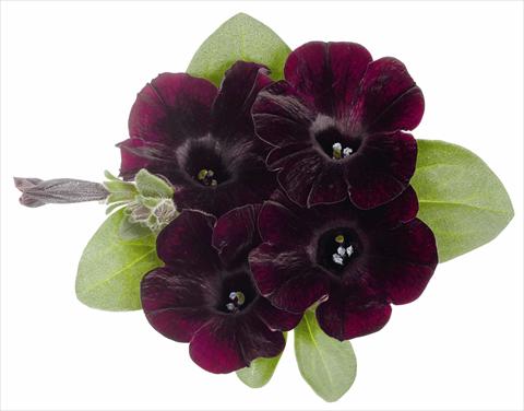 Foto fiore da  Vaso, aiuola, balcone, basket Petunia x hybrida RED FOX Sweetunia® Bordeaux