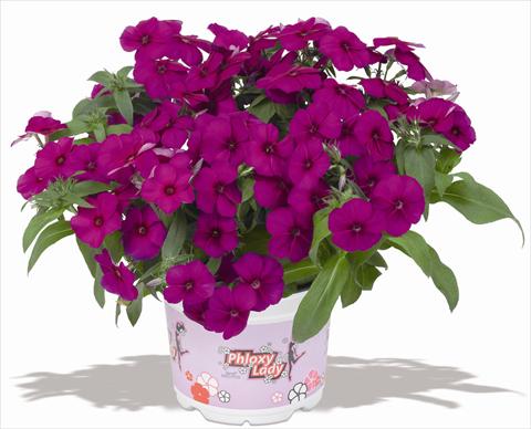 Foto fiore da  Vaso e aiola Phlox maculata RED FOX Phloxy Lady Purple