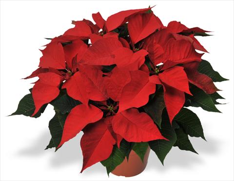 Foto fiore da  Vaso Poinsettia - Euphorbia pulcherrima RED FOX Protégé Dark Red