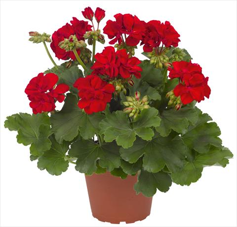 Foto fiore da  Balcone, vaso Pelargonium interspec. RED FOX Cumbanita Dark Red