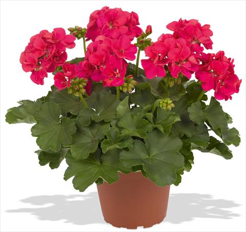 photo of flower to be used as: Patio, pot Pelargonium interspec. RED FOX Cumbanita Deep Rose