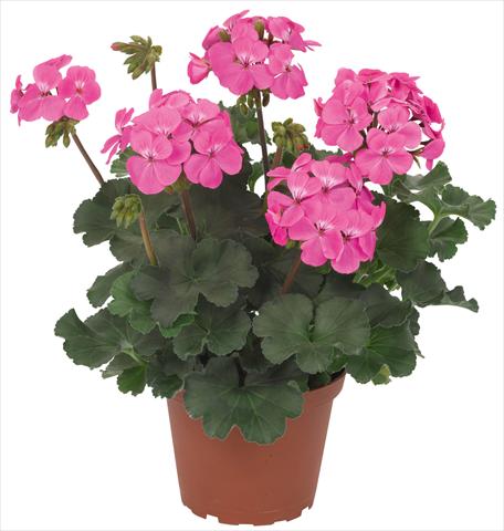 Foto fiore da  Balcone, vaso Pelargonium interspec. RED FOX Sarita Pink