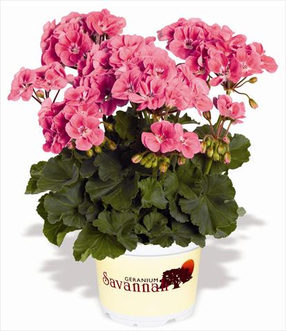 Foto fiore da  Balcone, vaso Pelargonium zonale RED FOX Savannah Sizzle