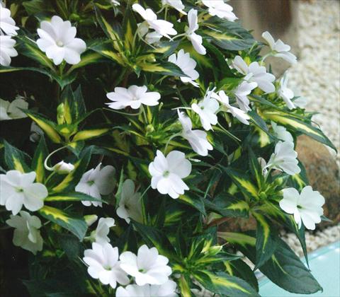 Foto fiore da  Vaso, aiuola, balcone, basket Impatiens N. Guinea SunPatiens® Spreading White