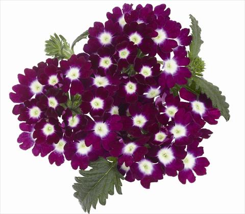 Foto fiore da  Vaso, balcone, basket Verbena hybrida RED FOX Empress Burgundy Charme