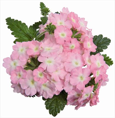 Foto fiore da  Vaso, balcone, basket Verbena RED FOX Empress Soft Pink Charme