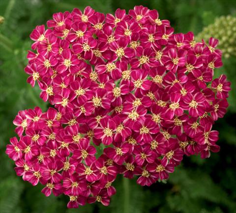 Foto fiore da  Aiuola e/o bordura Achillea millefolium Desert Eve Deep Rose