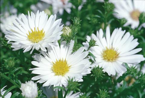 Foto fiore da  Reciso Aster novi belgii Magic White