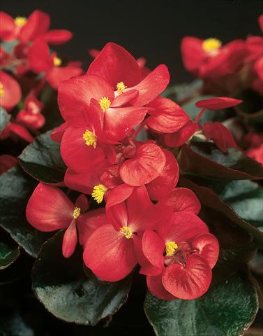 Foto fiore da  Vaso e aiola Begonia semperflorens Eureka F1 Bronze Scarlet