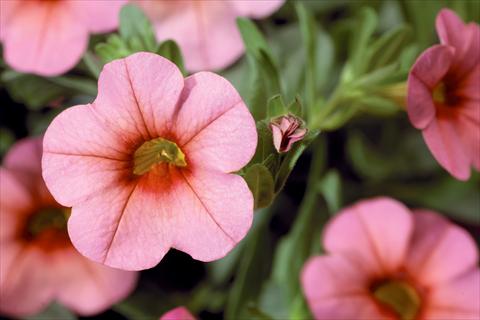 Foto fiore da  Vaso, balcone, basket Calibrachoa Callie® Mango