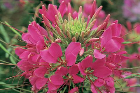 Foto fiore da  Vaso, aiuola, balcone Cleome hassleriana Sparkler F1 Rose