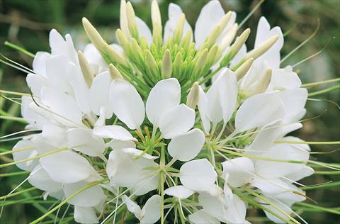 Foto fiore da  Vaso, aiuola, balcone Cleome hassleriana Sparkler F1 White