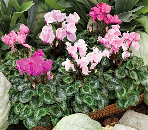 Foto fiore da  Basket o vaso Cyclamen persicum Friller™ F1 Flame Mix