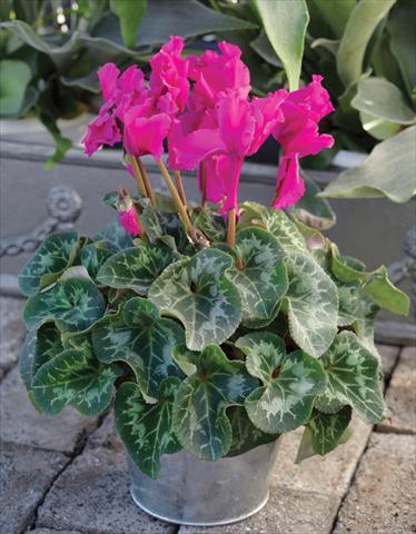 Foto fiore da  Basket o vaso Cyclamen persicum Friller™ F1 Purple