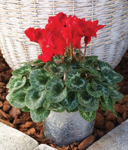 Foto fiore da  Basket o vaso Cyclamen persicum Friller™ F1 Scarlet