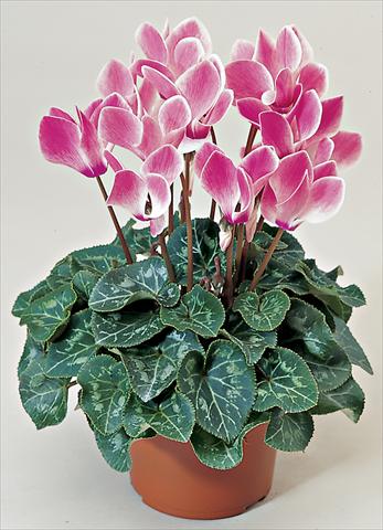 Foto fiore da  Basket o vaso Cyclamen persicum Laser Synchro Rose Flame