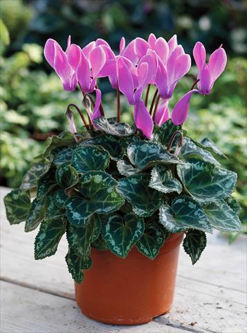 Foto fiore da  Basket o vaso Cyclamen persicum Midori F1 Purple Flame