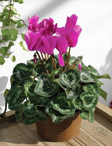 photo of flower to be used as: Basket / Pot Cyclamen persicum Rainier F1 Light Purple