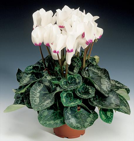 Foto fiore da  Basket o vaso Cyclamen persicum Rainier F1 White with Eye