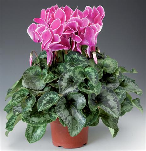 Foto fiore da  Basket o vaso Cyclamen persicum Rainier F1 Wine Flame