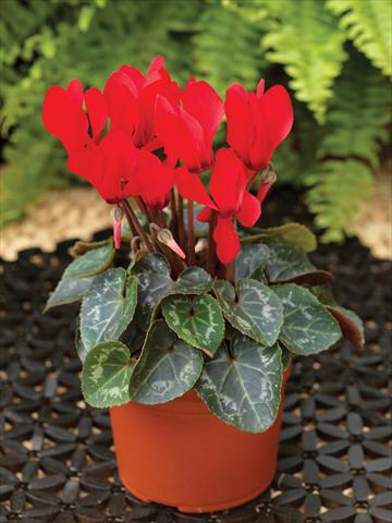 Foto fiore da  Basket o vaso Cyclamen persicum mini Winfall™ F1 Scarlet