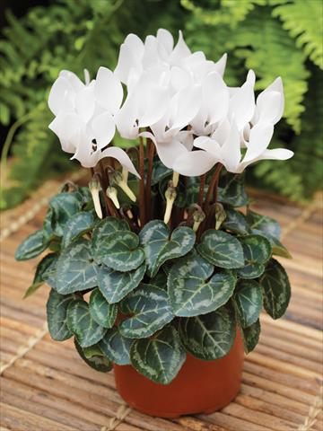 Foto fiore da  Basket o vaso Cyclamen persicum mini Winfall™ F1 White