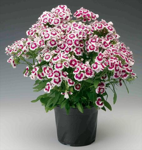 Foto fiore da  Vaso e aiola Dianthus barbatus Diabunda® F1 Purple Picotee