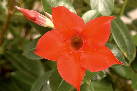 Foto fiore da  Balcone, vaso Dipladenia (Mandevilla) Rio® Deep Red