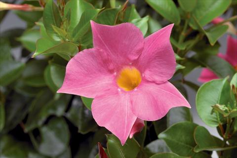 Foto fiore da  Balcone, vaso Dipladenia (Mandevilla) Rio Pink