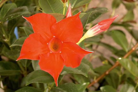 Foto fiore da  Balcone, vaso Dipladenia (Mandevilla) Rio® Red