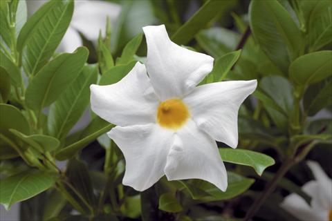 Foto fiore da  Balcone, vaso Dipladenia (Mandevilla) Rio® White