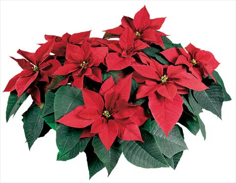 Foto fiore da  Vaso Poinsettia - Euphorbia pulcherrima Mars Early