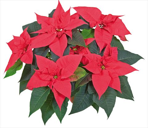 Foto fiore da  Vaso Poinsettia - Euphorbia pulcherrima Titan Red®