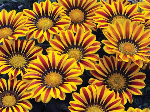 Foto fiore da  Aiuola e/o bordura Gazania rigens Big Kiss F1 Yellow Flame