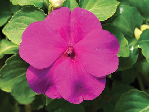 Foto fiore da  Vaso e aiola Impatiens walleriana Accent Premium F1 Lilac