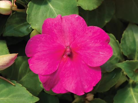 Foto fiore da  Vaso e aiola Impatiens walleriana Accent Premium F1 Rose