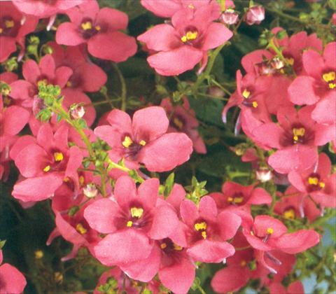 Foto fiore da  Basket o vaso Diascia barberae Genta Antique Red