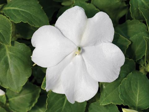 Foto fiore da  Vaso e aiola Impatiens walleriana Accent Premium F1 White